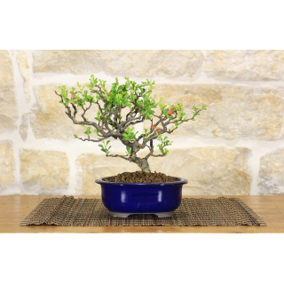 Chinese Quince bonsai tree (5)