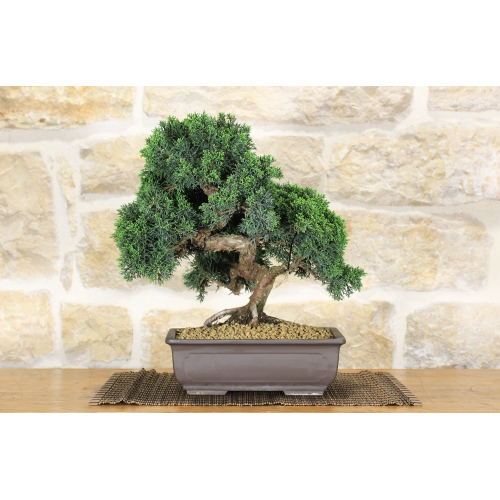 Juniper bonsai tree (70)