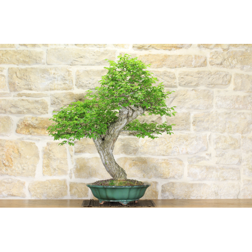 Field Elm bonsai tree (34)