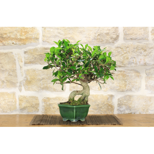 Ficus Retusa bonsai tree (133)