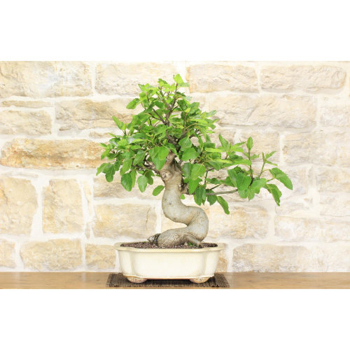 Fig bonsai tree (62)