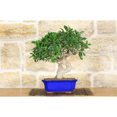 Bonsaibaum Ficus Retusa (134)