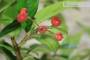 8 - Bonsai di Cotoneaster Lacteus (1)