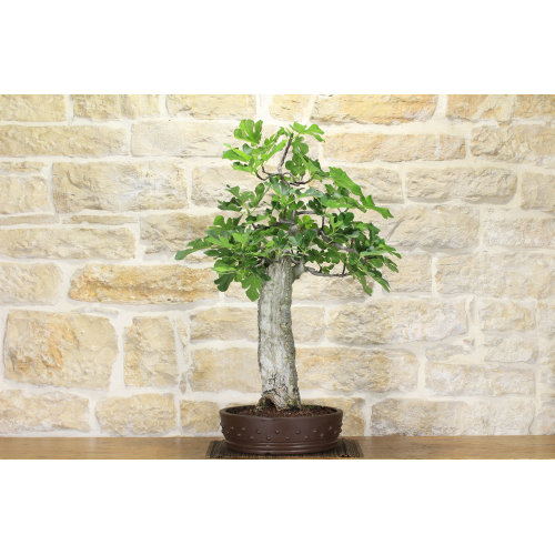 Fig bonsai tree (63)