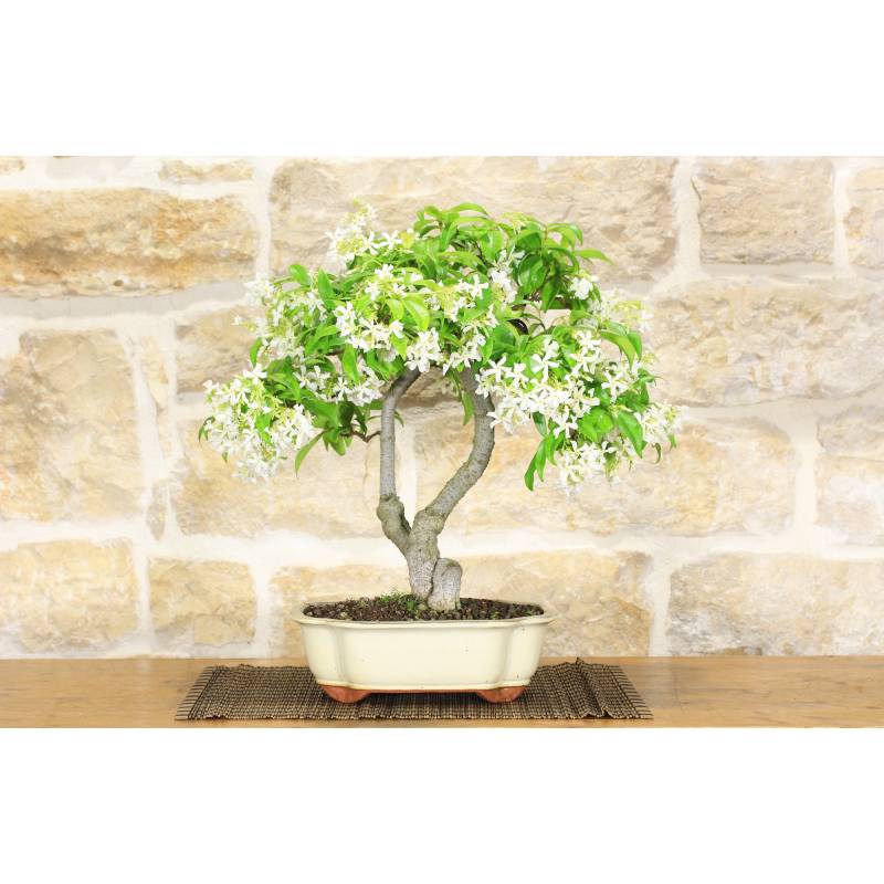 Bonsaï jasmin \"Rincospermo\" (6) 190,00 € Pollice Verde