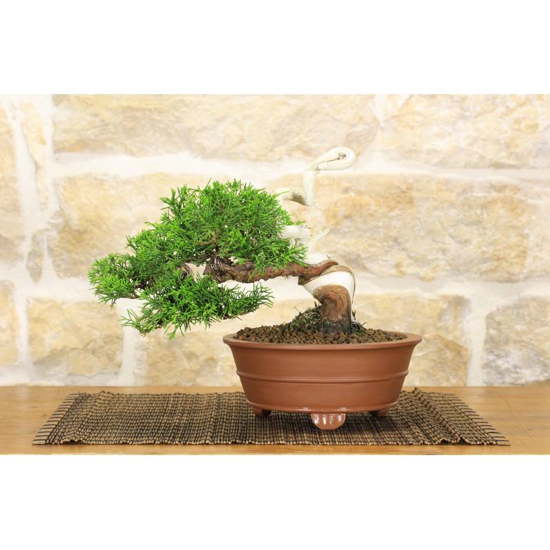Itoigawa Juniper bonsai tree (76)