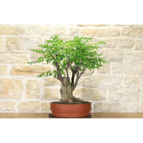 Melia Azedarach bonsai tree (52)
