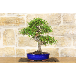 Chinese Elm bonsai tree (116)