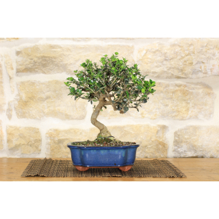 Wild Olive bonsai tree (223)
