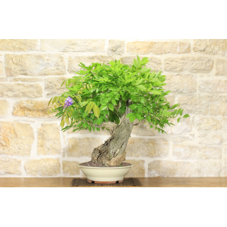Wisteria bonsai tree (9)