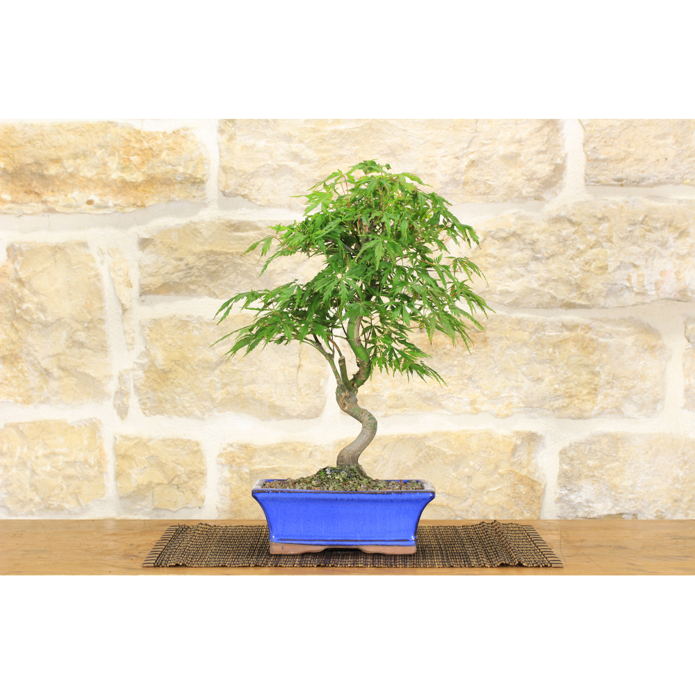 Maple bonsai tree (3)