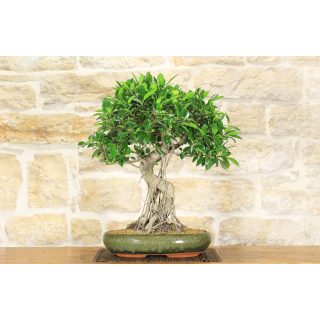 Bonsai di Ficus Retusa (137)