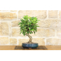 Wild Apple bonsai tree (83)