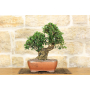 Wild Olive bonsai tree (225)