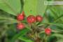 9 - Bonsai di Cotoneaster Lacteus (1)