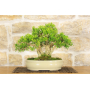 Harlandii Boxwood bonsai tree (20)