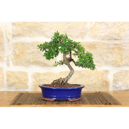 Cotoneaster Microphylla bonsai tree (83)