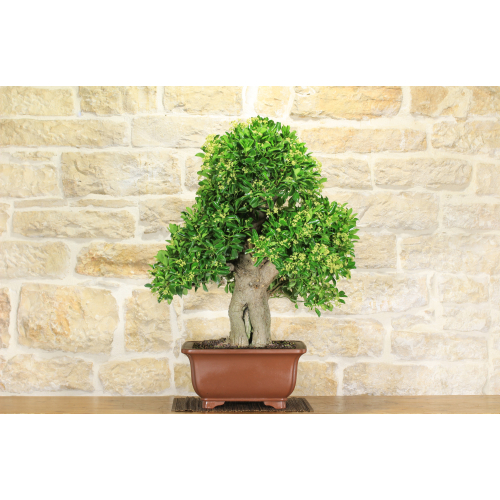 Evonimus Japonico bonsai tree (1)
