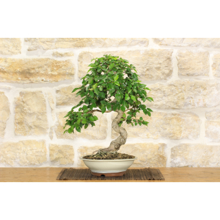 Hornbeam bonsai tree (16)