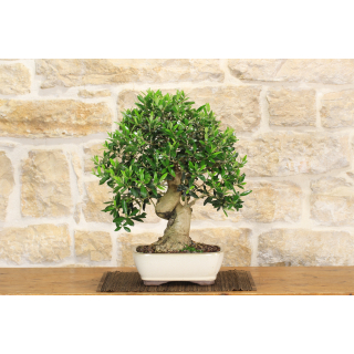 Olive bonsai tree (140)