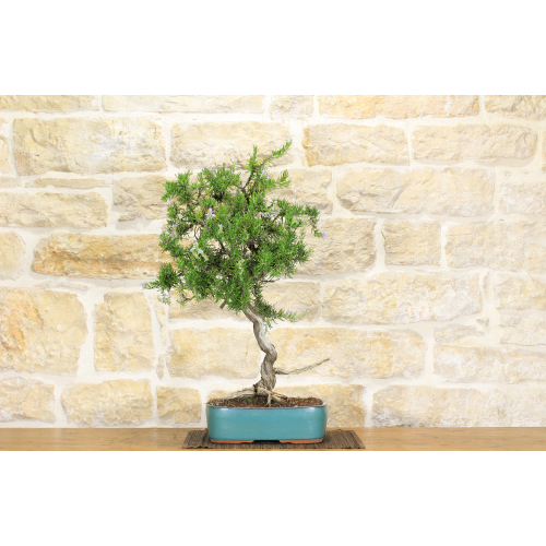 Rosemary bonsai tree (51)