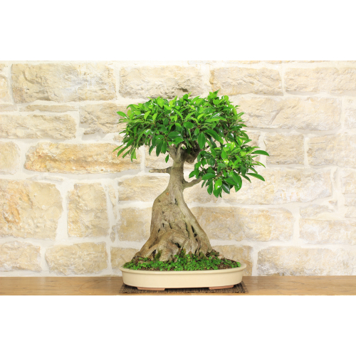 Ficus Retusa bonsai tree (139)