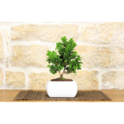Chamaecyparis Obtusa Nana bonsaï dans un pot carré blanc