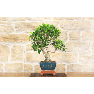 Ficus Retusa bonsai tree (140)