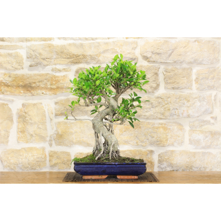 Ficus Retusa bonsai tree (141)