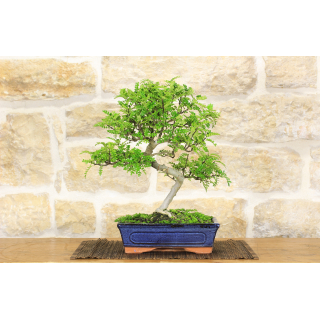 Pepper bonsai tree (68)