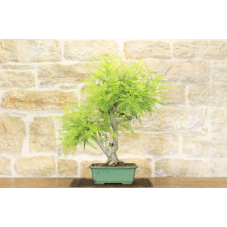 False Pepper bonsai tree (3)