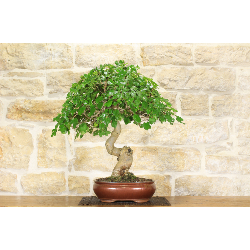 Mulberry bonsai tree (53)