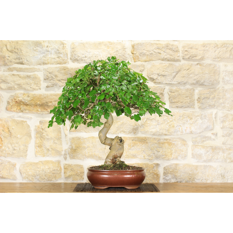 Maulbeerbonsaibaum (53)