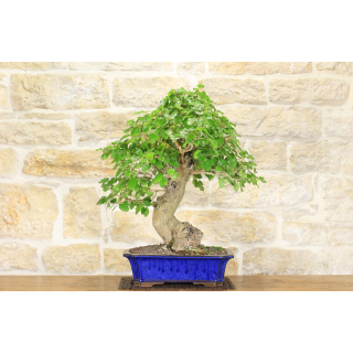 Mulberry bonsai tree (54)
