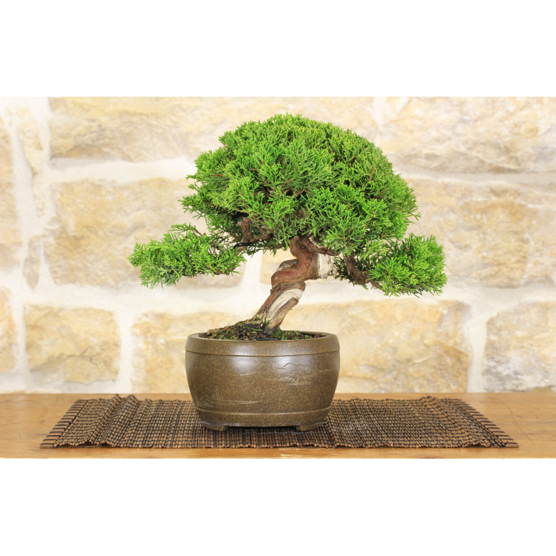 Itoigawa Wacholder Bonsai Baum (79)