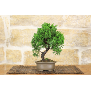 Juniper bonsai tree (20)