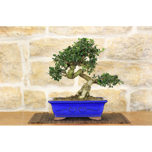 Wild Olive bonsai tree (230)