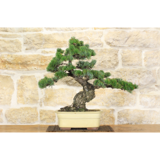 Pentaphilla pine bonsai tree (27)