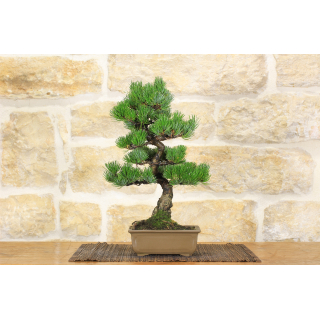 Pentaphilla pine bonsai tree (29)