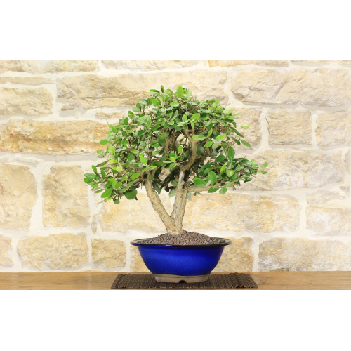 Feijoa Sellowiana bonsai tree (5)