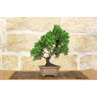 Juniper bonsai tree (21)