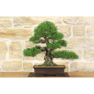 Black Thunbergii Pine bonsai tree (38)