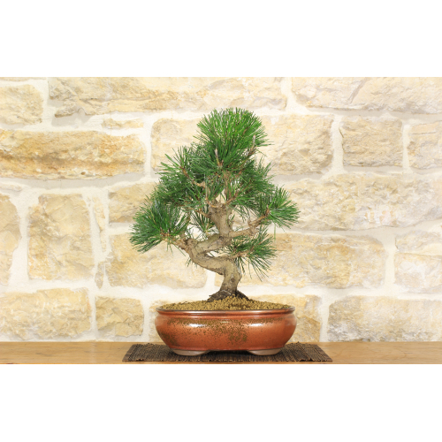 Black Thunbergii Pine bonsai tree (39)
