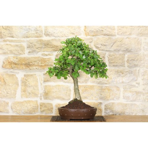 Downy Oak bonsai tree (18)