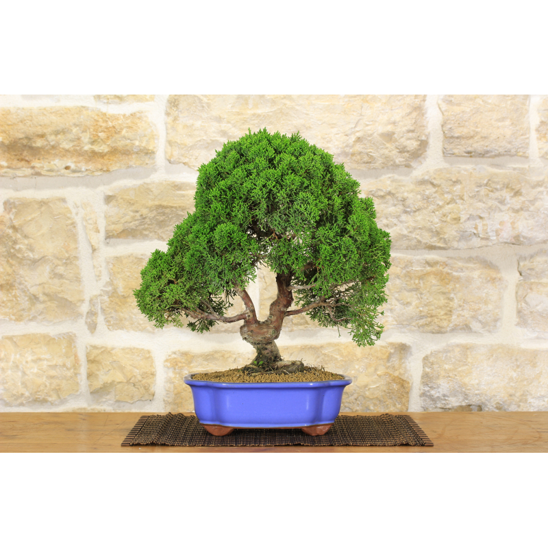 Itoigawa Juniper bonsai tree (82)