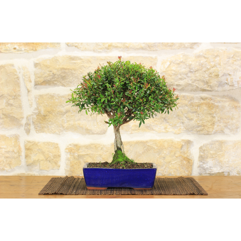Chinese Myrtle bonsai tree (8)
