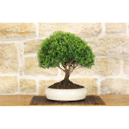 Myrtle Microphylla bonsai tree (21)