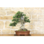 Olive bonsai tree (144)