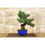 Pentaphilla pine bonsai tree (31)