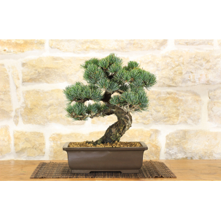 Pentaphilla pine bonsai tree (33)